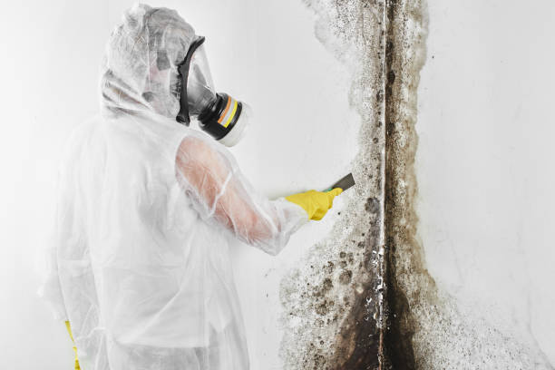 Best Mold Testing  in Ballard, UT