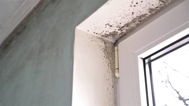 Best Office Mold Removal Services  in Ballard, UT