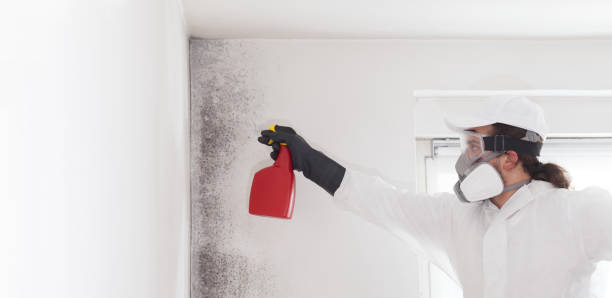 Best Attic Mold Removal  in Ballard, UT