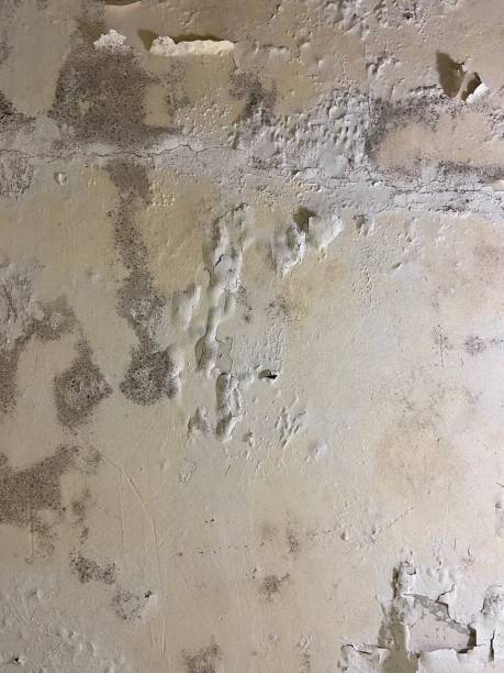 Best Professional Mold Removal  in Ballard, UT