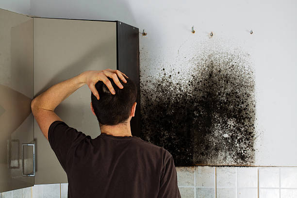 Best Mold Removal Near Me  in Ballard, UT