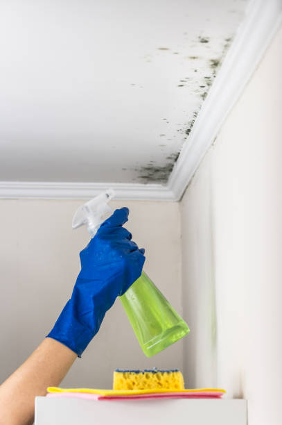 Best Residential Mold Removal  in Ballard, UT
