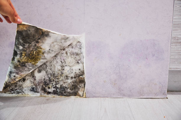 Best Crawl Space Mold Removal  in Ballard, UT